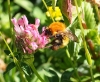 Bombus pascuorum (Scopoli 1763)