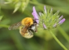 Bombus pascuorum (Scopoli 1763)