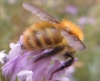 Bombus pascuorum (Scopoli 1763)
