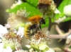 Bombus pascuorum (Scopoli 1763)