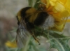 Bombus ruderatus (Fabricius 1775)