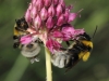 Bombus ruderatus (Fabricius 1775)