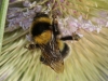 Bombus ruderatus (Fabricius 1775)