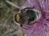 Bombus ruderatus (Fabricius 1775)