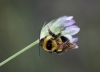Bombus ruderatus (Fabricius 1775)