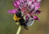 Bombus ruderatus (Fabricius 1775)