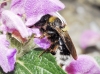 Bombus ruderatus (Fabricius 1775)