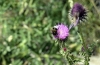 Bombus sp.