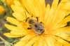 Bombus sp.