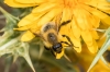 Bombus sp.