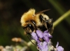 Bombus sp.