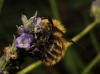 Bombus sp.