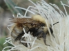 Bombus sp.