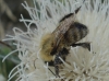 Bombus sp.