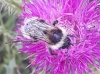 Bombus sp.