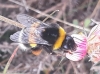 Bombus sp.