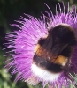 Bombus sp.