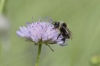 Bombus sp.