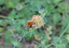 Bombus sp.