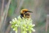 Bombus sp.