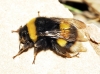 Bombus sp.