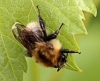 Bombus sp.