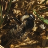 Bombus sp.