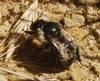 Bombus sp.