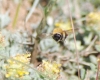 Bombus sp.