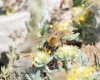 Bombus sp.