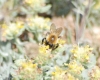 Bombus sp.