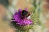 Bombus terrestris lusitanicus Krüger 1956 Bombus terrestris lusitanicus Krüger 1956