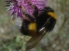 Bombus terrestris lusitanicus Krüger 1956 Bombus terrestris lusitanicus Krüger 1956
