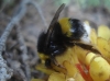 Bombus terrestris lusitanicus Krüger 1956 Bombus terrestris lusitanicus Krüger 1956
