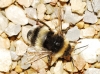 Bombus terrestris lusitanicus Krüger 1956 Bombus terrestris lusitanicus Krüger 1956