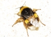 Bombus terrestris lusitanicus Krüger 1956 Bombus terrestris lusitanicus Krüger 1956
