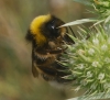 Bombus terrestris lusitanicus Krüger 1956
