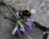 Bombus terrestris lusitanicus Krüger 1956 Bombus terrestris lusitanicus Krüger 1956