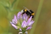 Bombus terrestris lusitanicus Krüger 1956 Bombus terrestris lusitanicus Krüger 1956