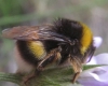 Bombus terrestris lusitanicus Krüger 1956 Bombus terrestris lusitanicus Krüger 1956