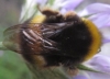 Bombus terrestris lusitanicus Krüger 1956 Bombus terrestris lusitanicus Krüger 1956