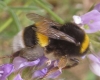 Bombus terrestris lusitanicus Krüger 1956 Bombus terrestris lusitanicus Krüger 1956