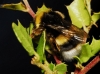 Bombus terrestris lusitanicus Krger 1956