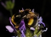 Bombus terrestris lusitanicus Krüger 1956 Bombus terrestris lusitanicus Krüger 1956