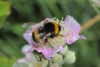 Bombus terrestris lusitanicus Krüger 1956 Bombus terrestris lusitanicus Krüger 1956