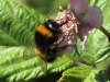 Bombus terrestris lusitanicus Krüger 1956 Bombus terrestris lusitanicus Krüger 1956