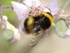 Bombus terrestris lusitanicus Krüger 1956 Bombus terrestris lusitanicus Krüger 1956