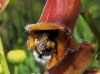Bombus terrestris lusitanicus Krüger 1956 Bombus terrestris lusitanicus Krüger 1956