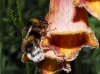 Bombus terrestris lusitanicus Krüger 1956 Bombus terrestris lusitanicus Krüger 1956