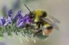 Bombus pratorum (Linnaeus 1761)